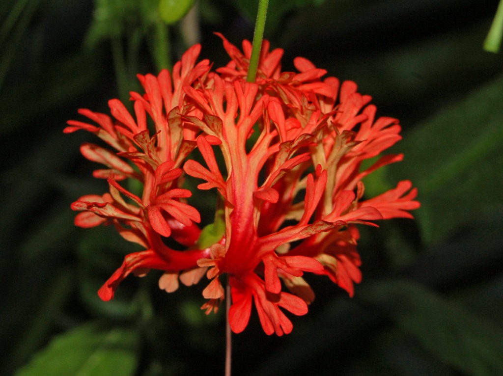 Dei bei fiori rossi  - Hibiscus schizopetalus